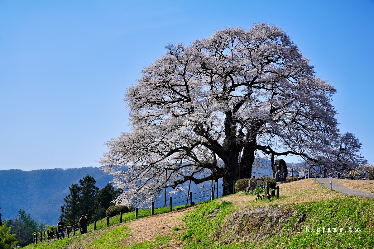 岡山縣真庭市 醍醐櫻 Daigo-Sakura