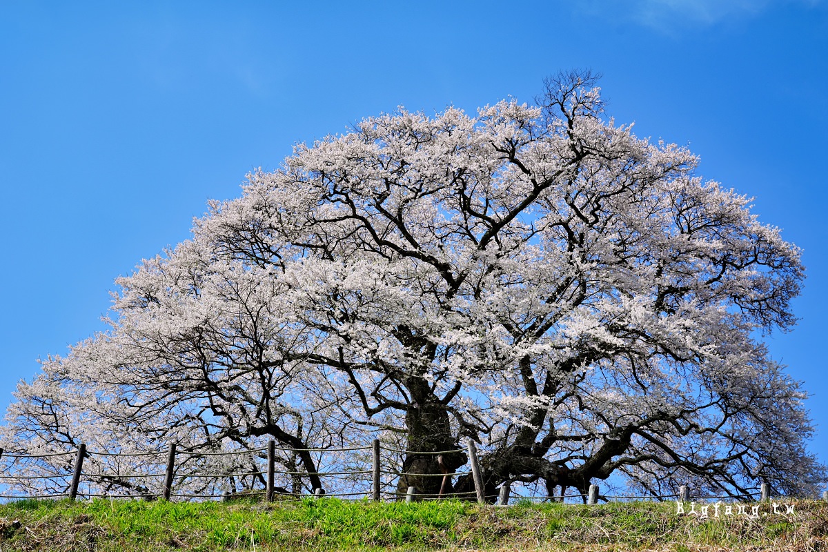 岡山縣真庭市 醍醐櫻 Daigo-Sakura