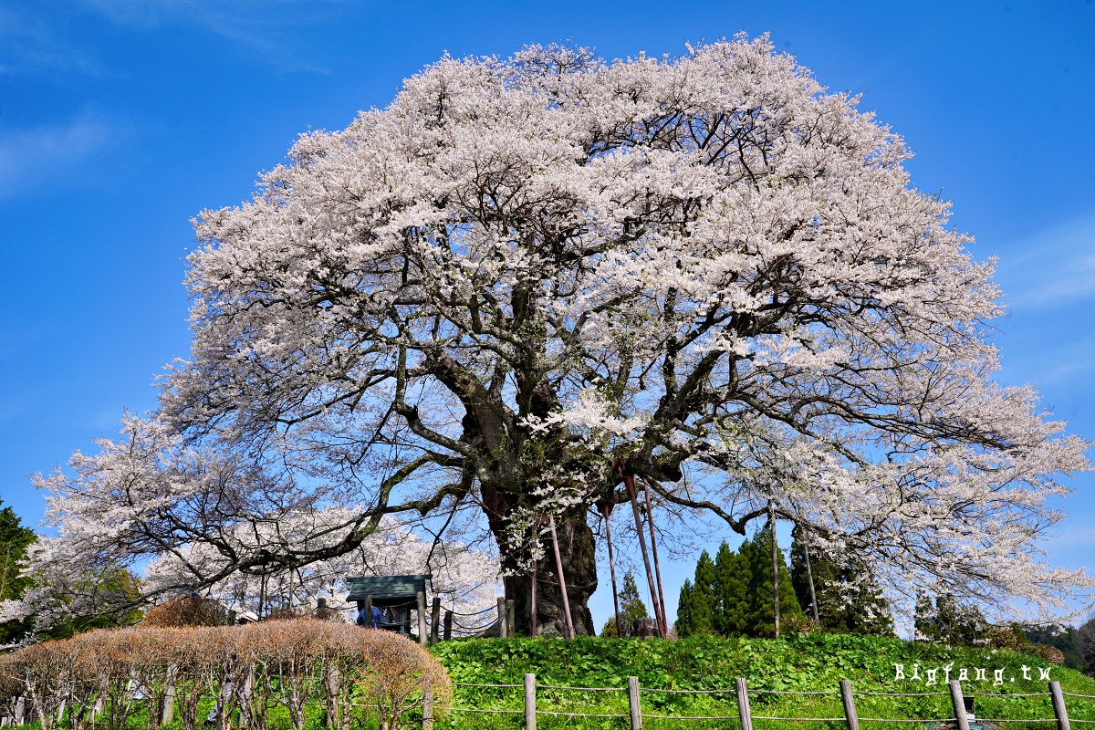 岡山縣真庭市 醍醐櫻 Daigo-Sakura