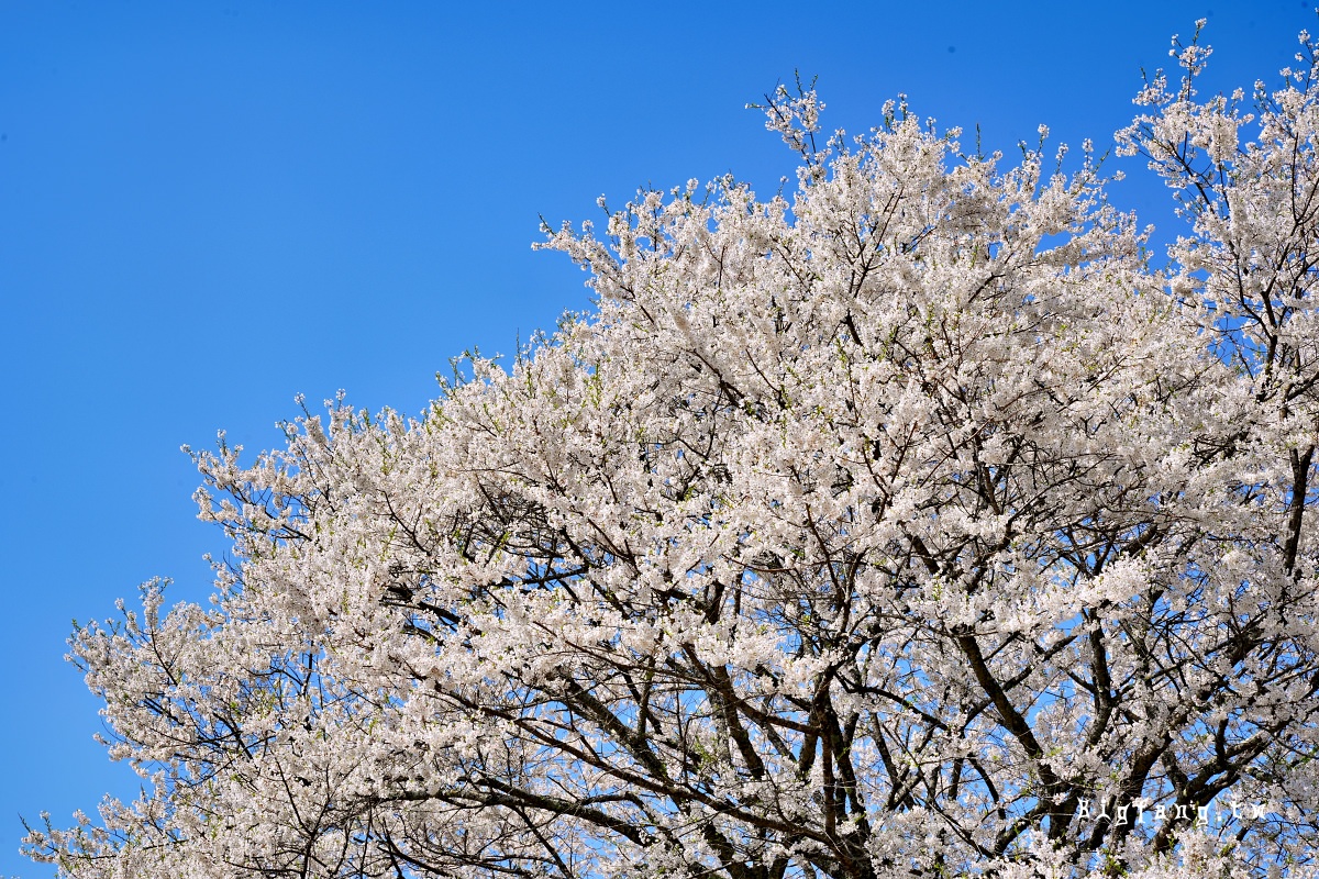 岡山縣真庭市 醍醐櫻 Daigo-Sakura