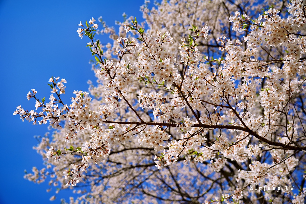 岡山縣真庭市 醍醐櫻 Daigo-Sakura