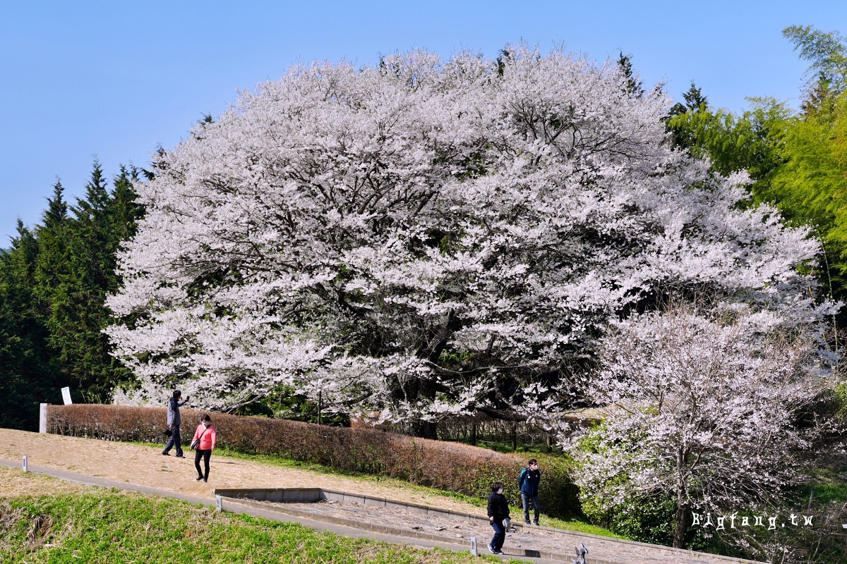 岡山縣真庭市 醍醐櫻 Daigo-Sakura