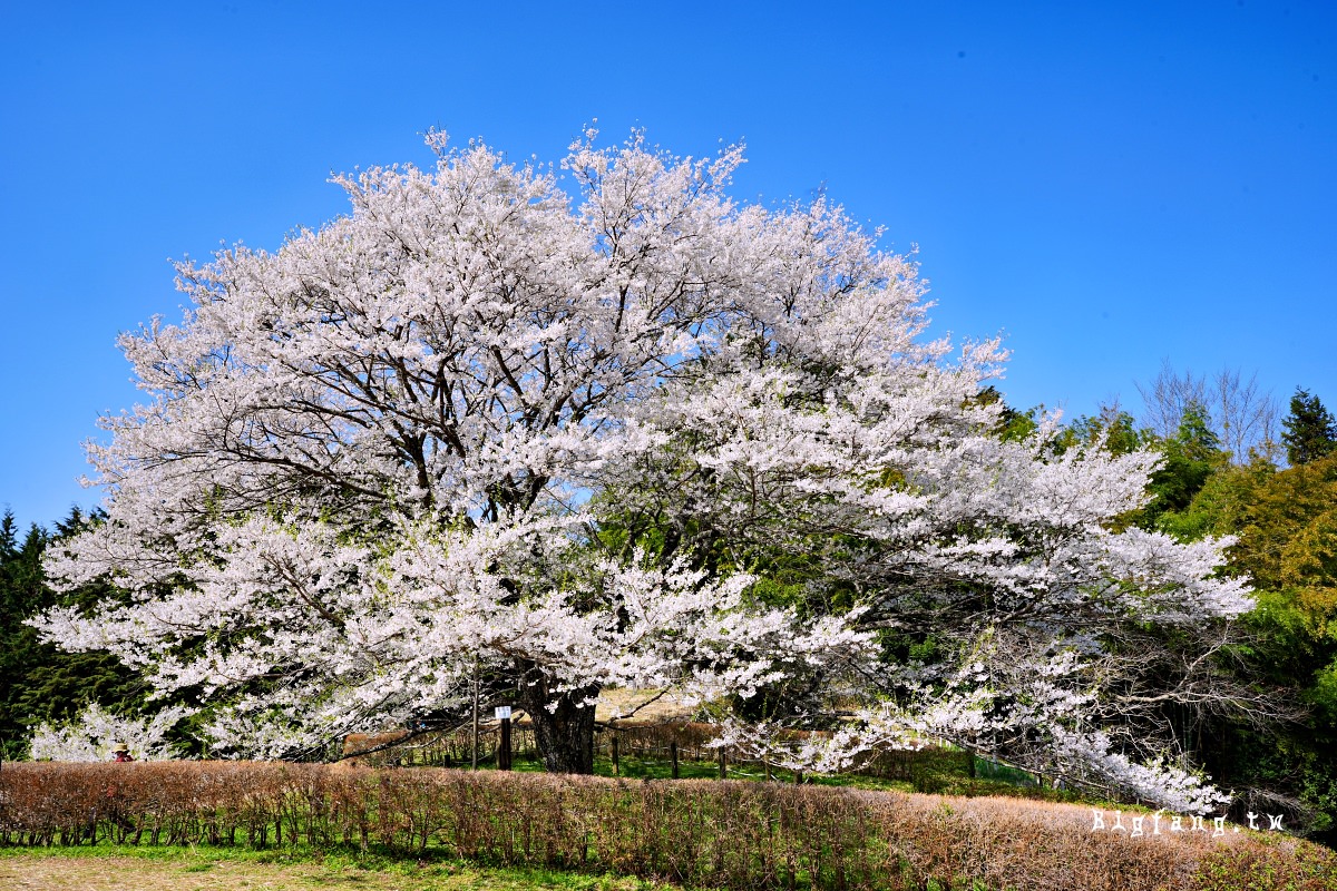 岡山縣真庭市 醍醐櫻 Daigo-Sakura