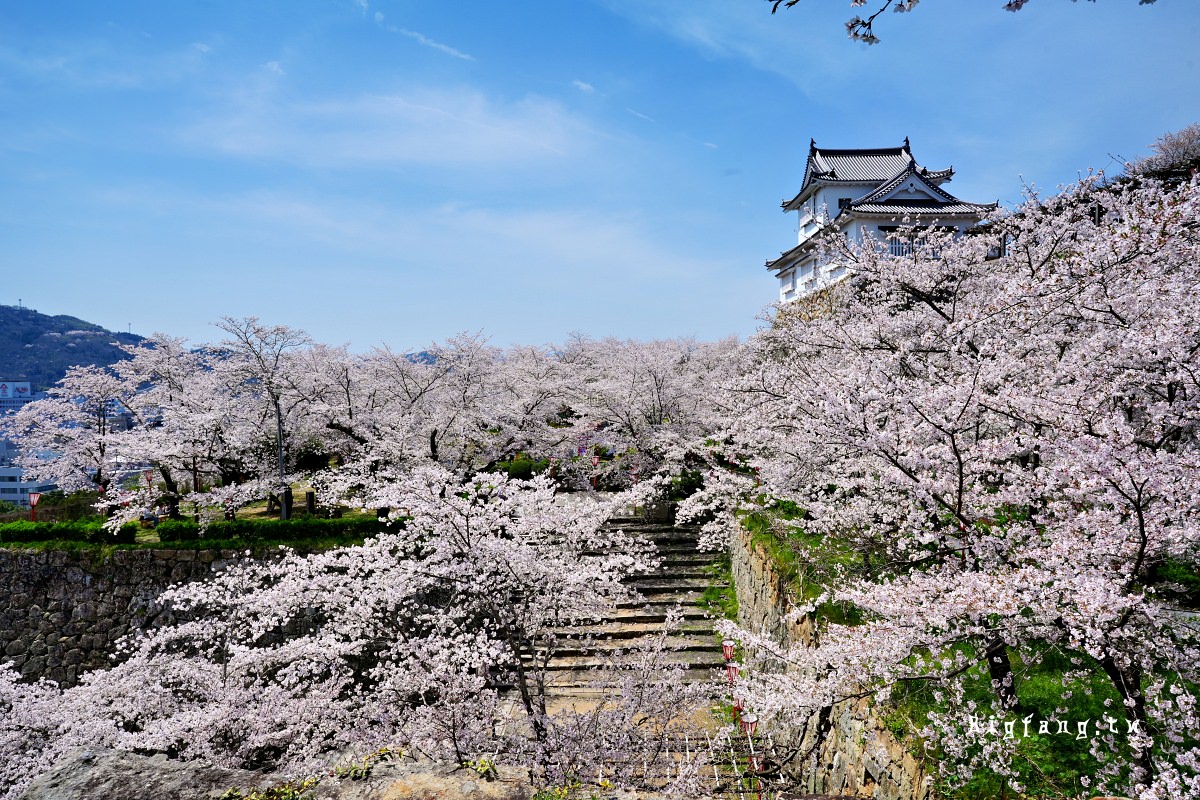 岡山縣津山市 津山城 櫻花