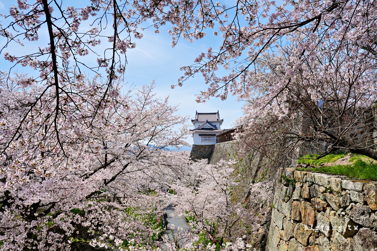 岡山縣津山市 津山城 櫻花