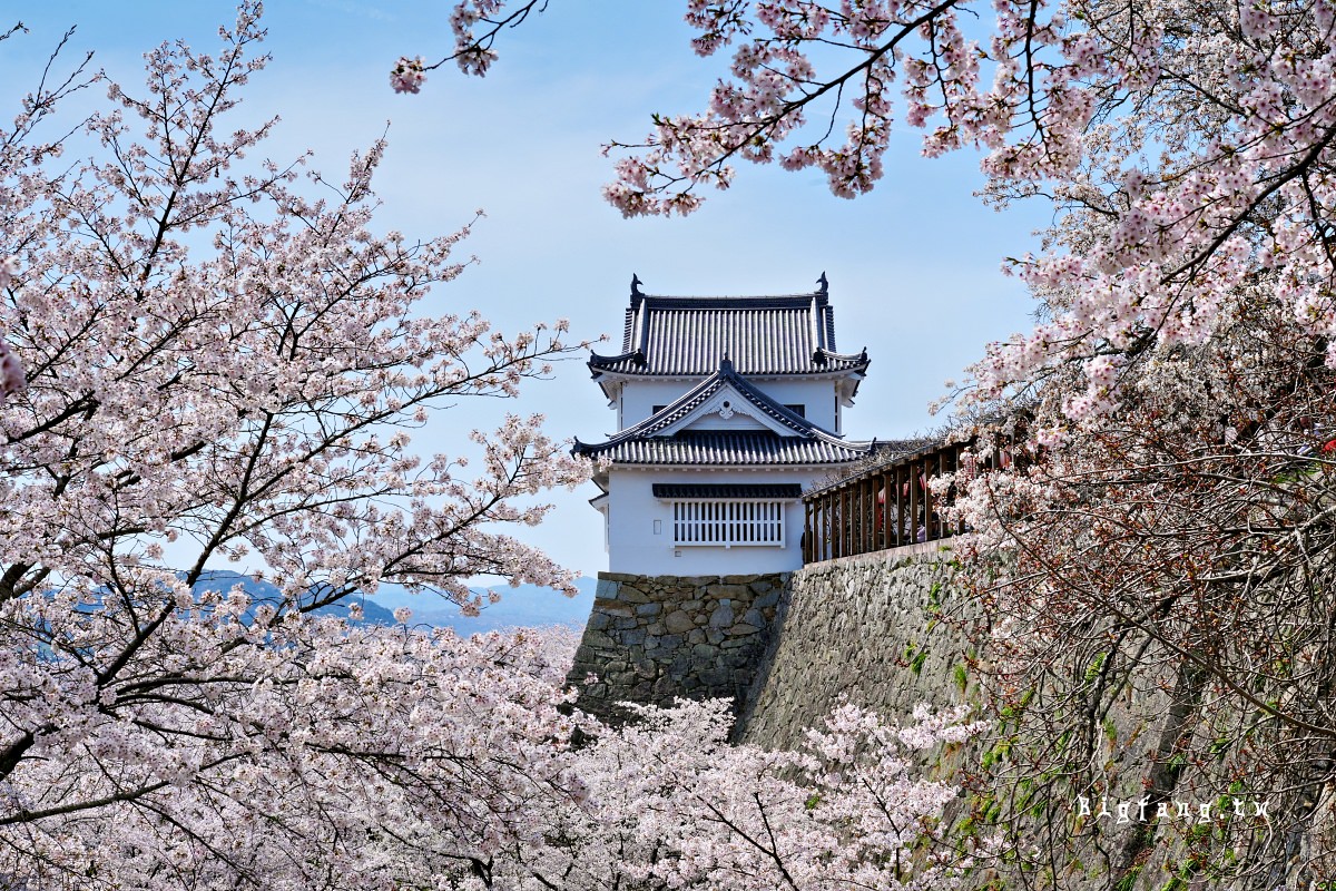 岡山縣津山市 津山城 櫻花