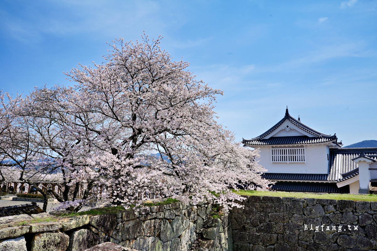 岡山縣津山市 津山城 櫻花