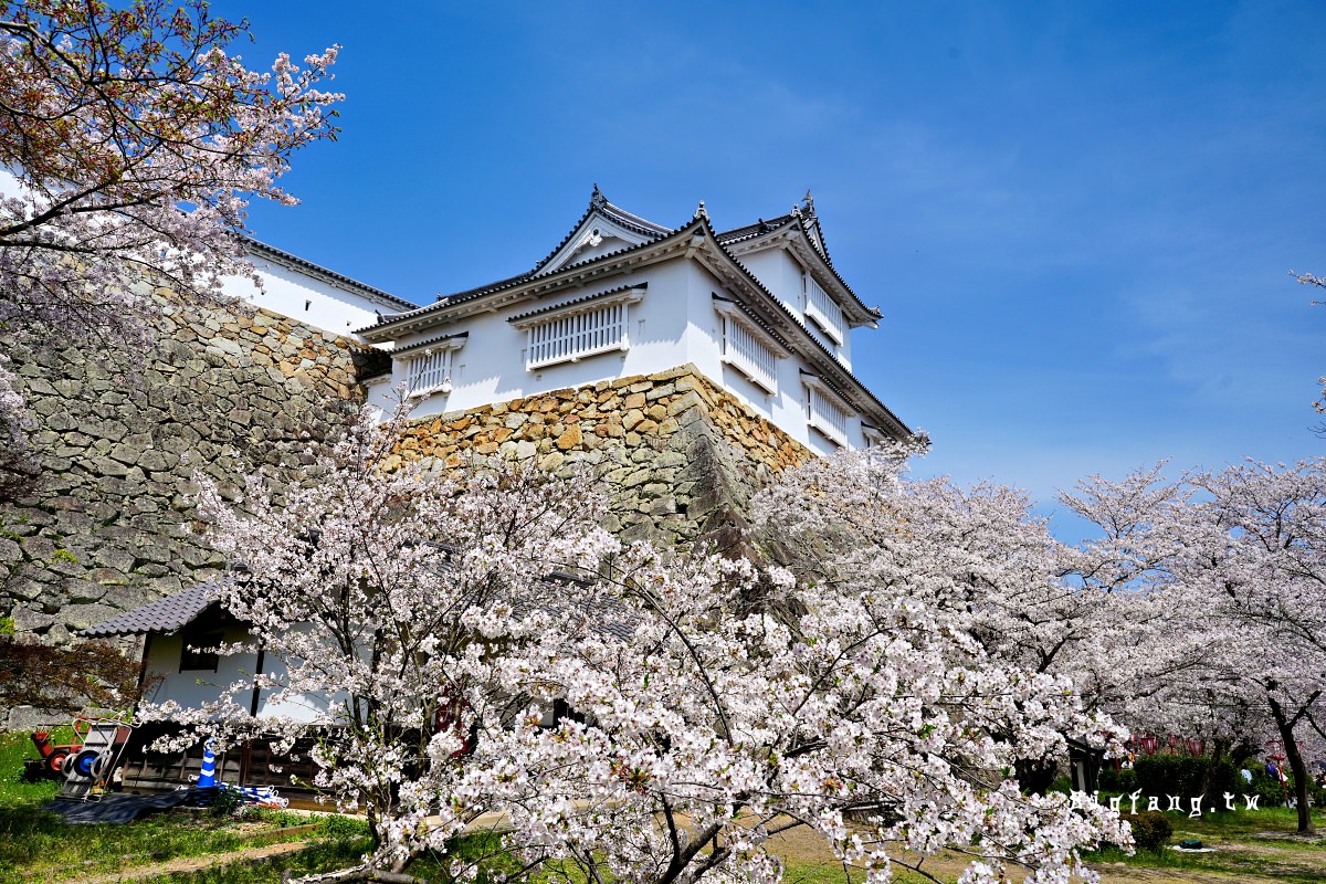 岡山縣津山市 津山城 櫻花