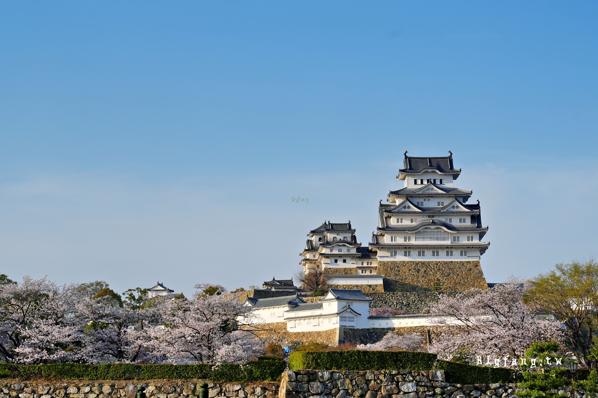 世界文化遺產 國寶 姬路城 櫻花
