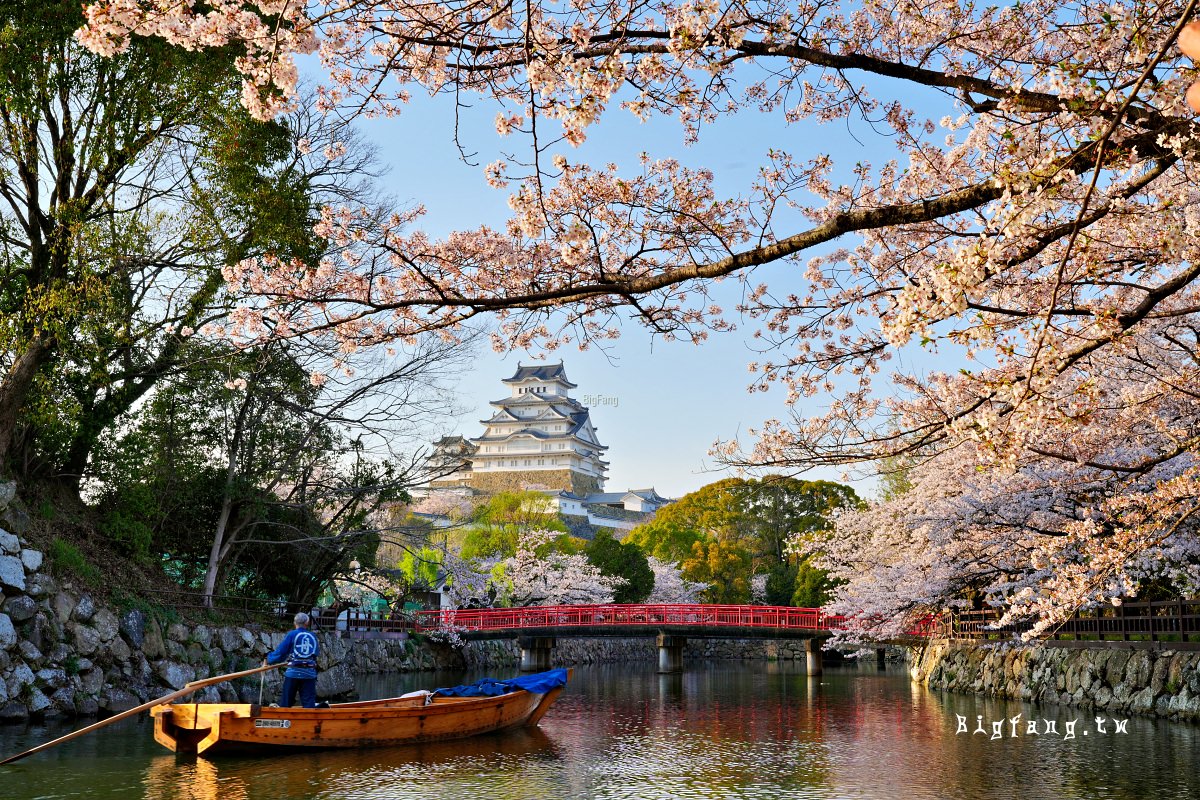 世界文化遺產 國寶 姬路城 櫻花
