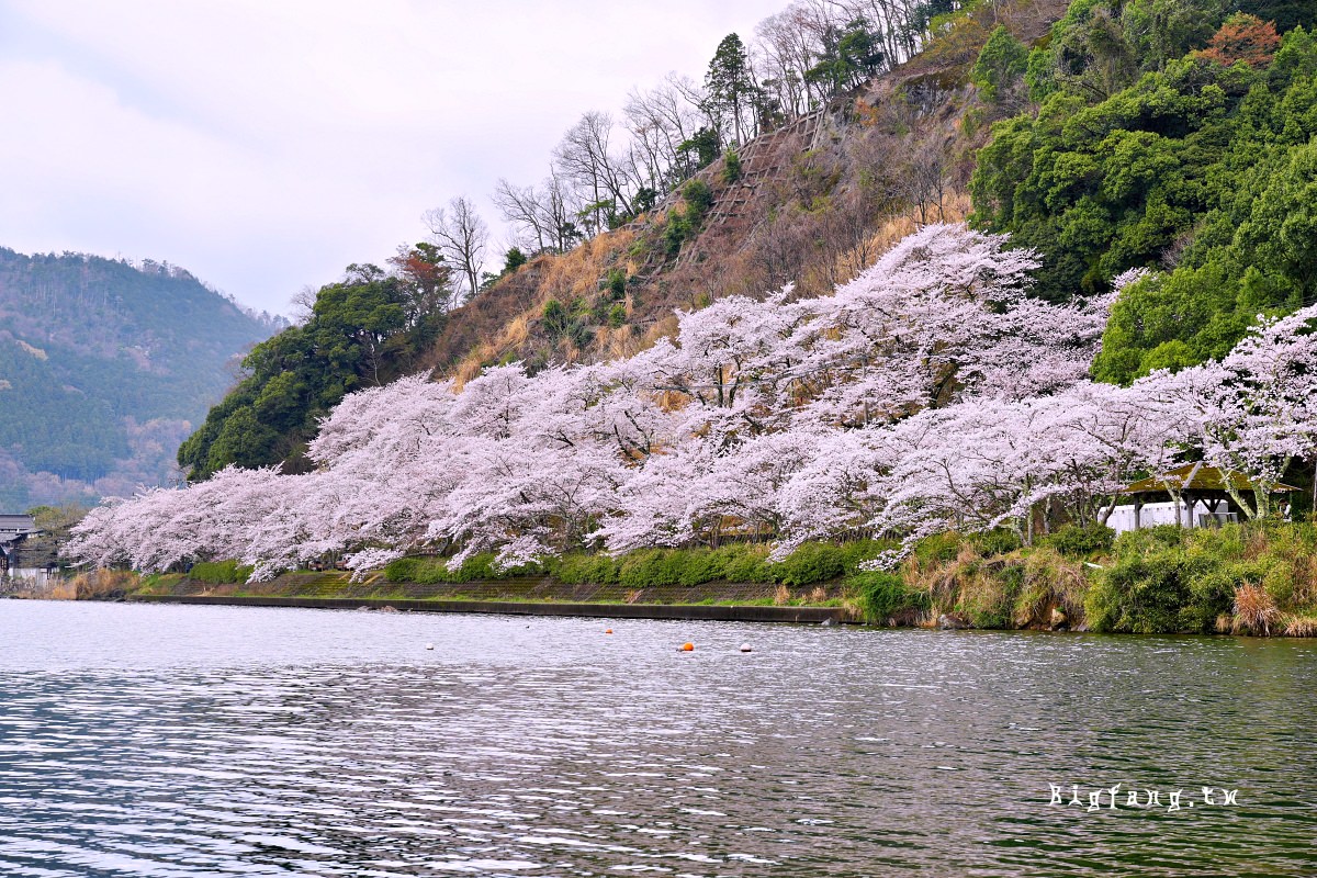 滋賀縣高島市 海津大崎 湖岸園地 櫻花