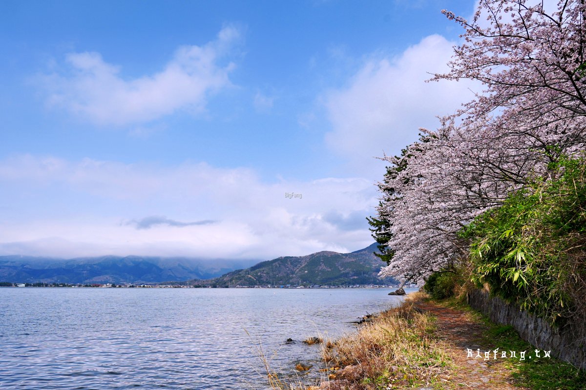 滋賀縣高島市 海津大崎 湖岸園地 櫻花
