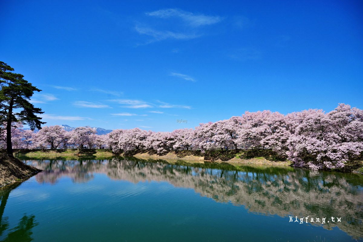 長野縣伊那市 六道の堤 櫻花