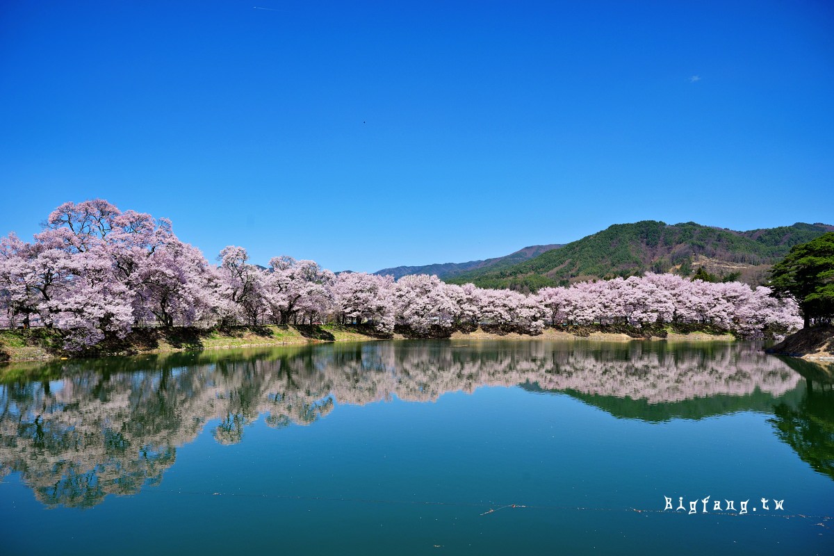 長野縣伊那市 六道の堤 櫻花