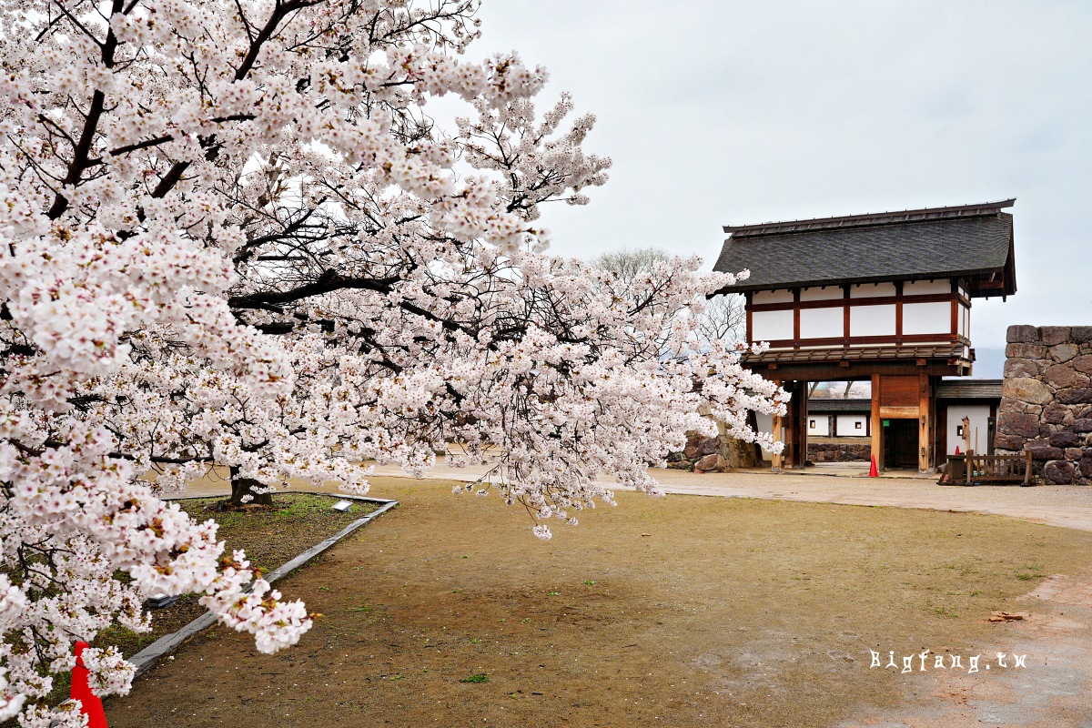 長野縣長野市 松代城跡 櫻花