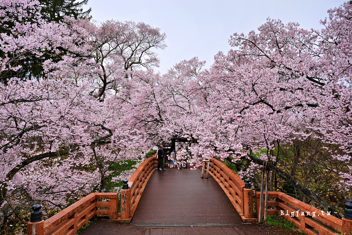 長野縣伊那市 高遠城址公園 櫻花