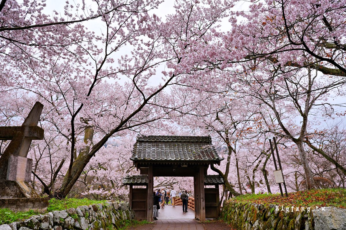 長野縣伊那市 高遠城址公園 櫻花