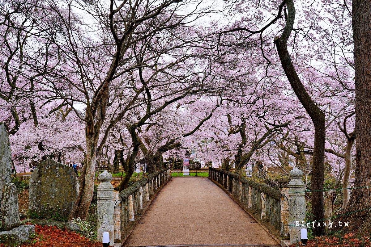 長野縣伊那市 高遠城址公園 櫻花