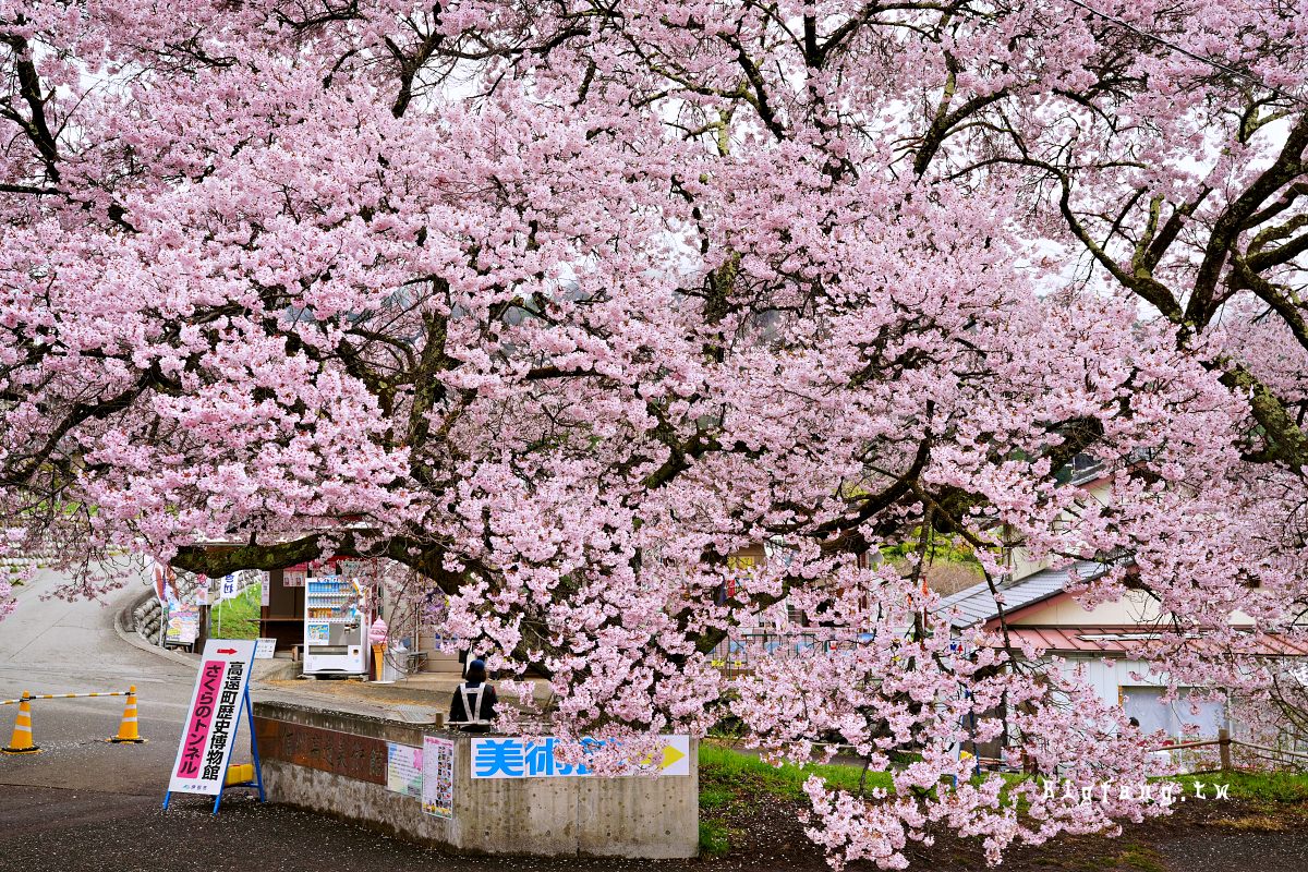 長野縣伊那市 高遠城址公園 櫻花