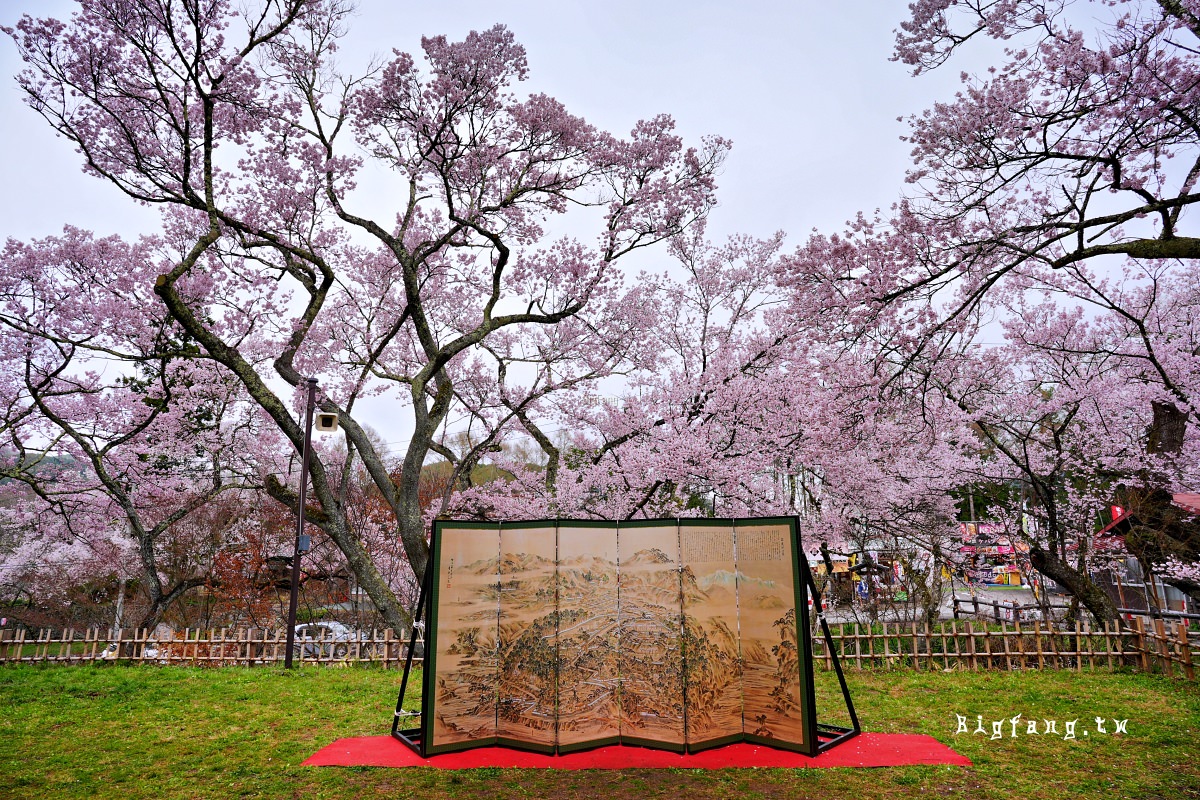 長野縣伊那市 高遠城址公園 櫻花