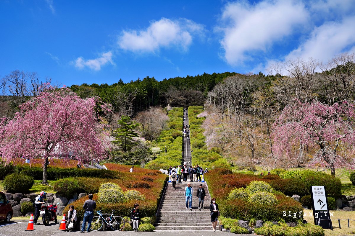 靜岡縣小山町 富士靈園 櫻花 Fuji Cemetery