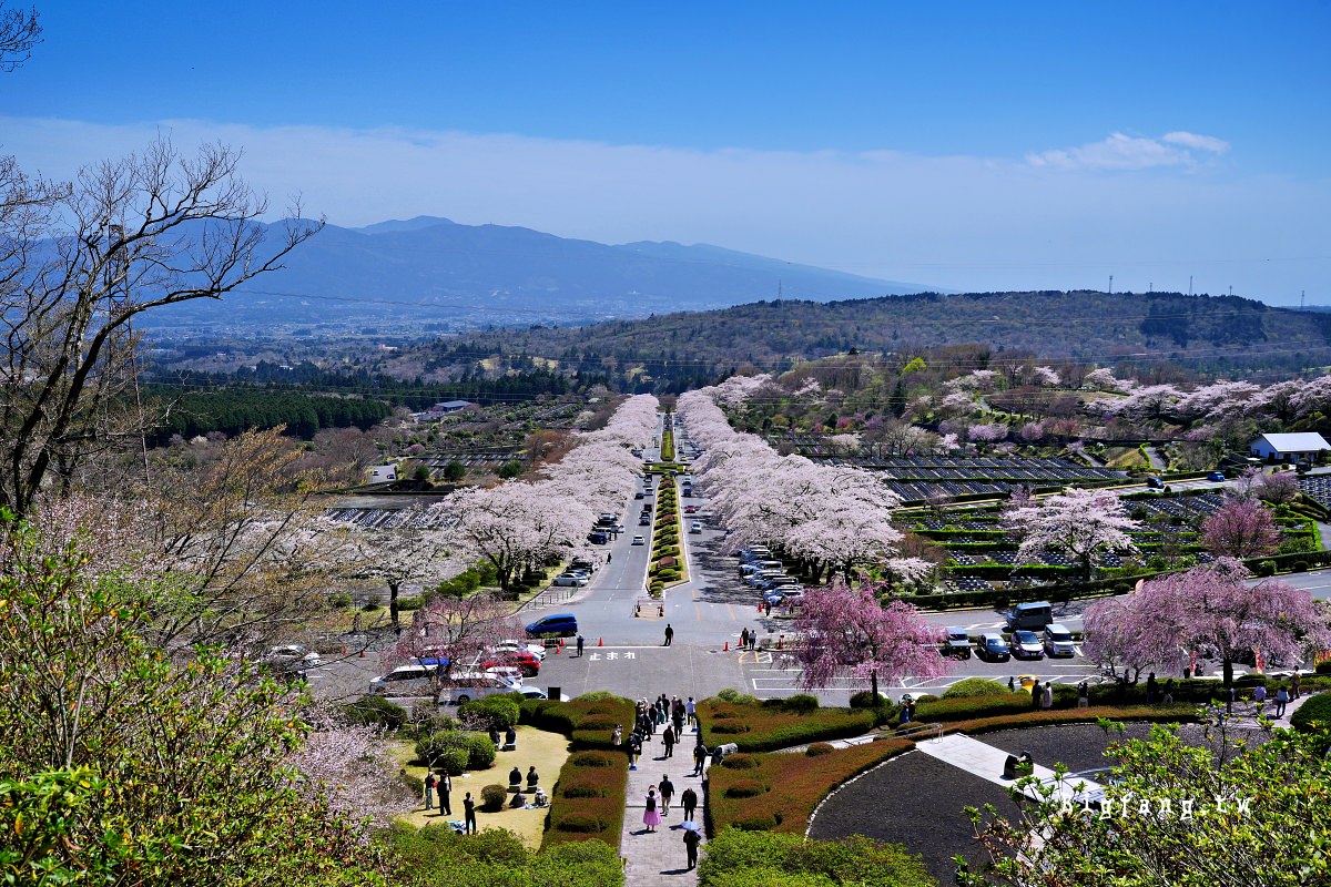 靜岡縣小山町 富士靈園 櫻花 Fuji Cemetery