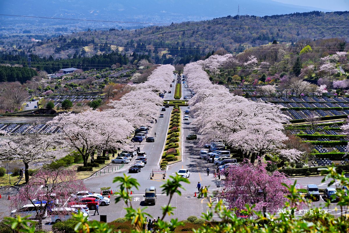 靜岡縣小山町 富士靈園 櫻花 Fuji Cemetery