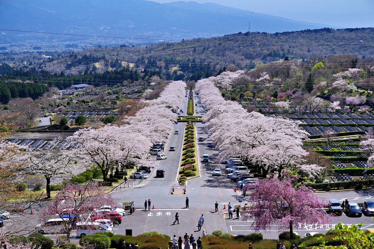 靜岡縣小山町 富士靈園 櫻花 Fuji Cemetery