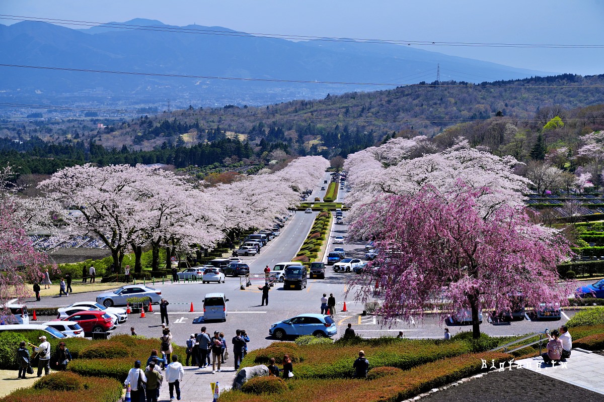 靜岡縣小山町 富士靈園 櫻花 Fuji Cemetery