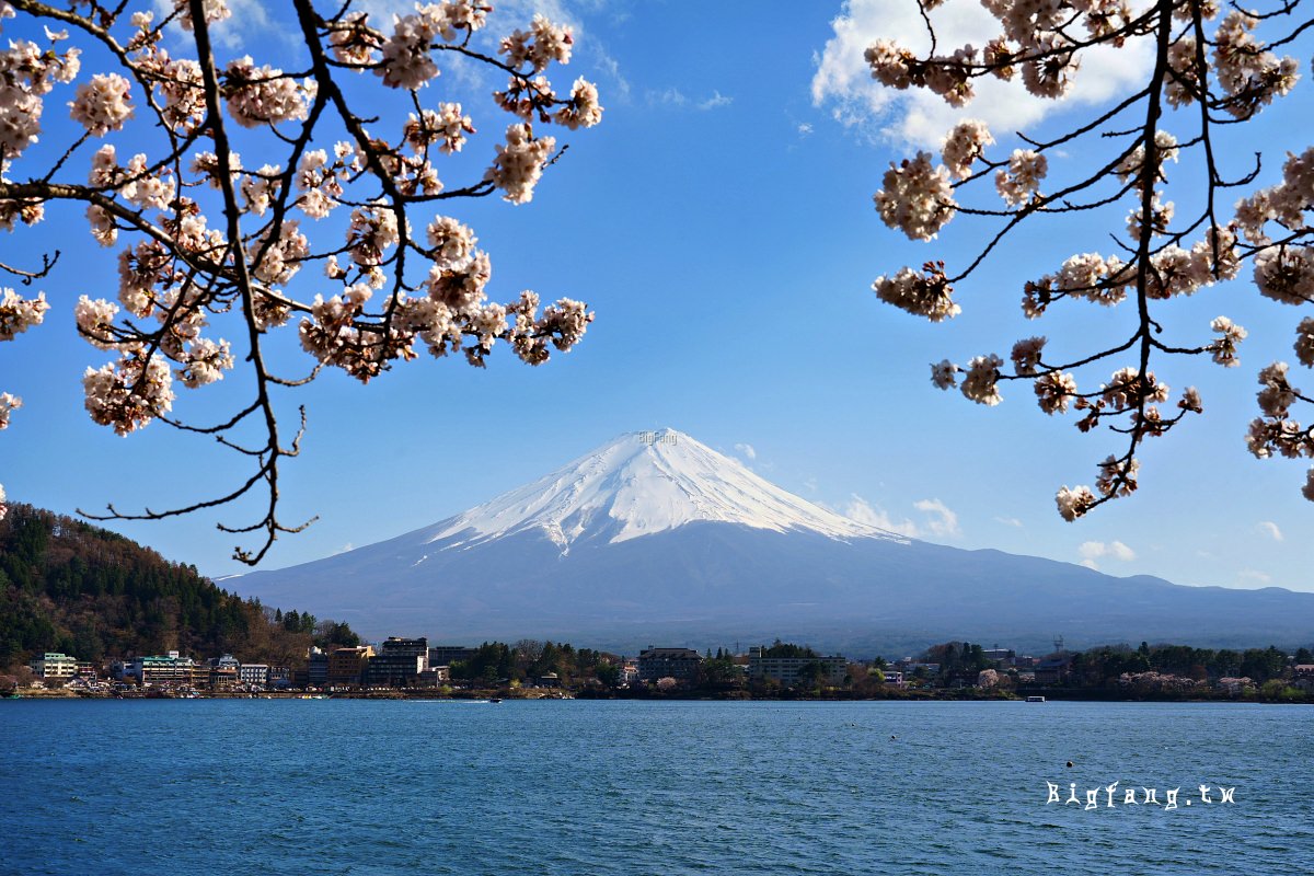 富士山 河口湖 櫻花