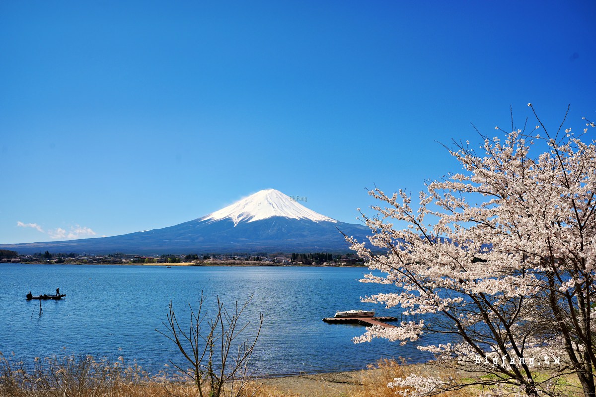 富士山 河口湖 櫻花