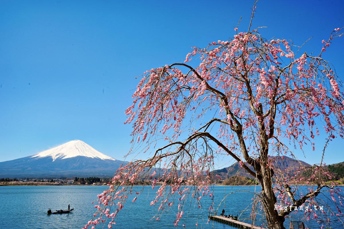富士山 河口湖 櫻花