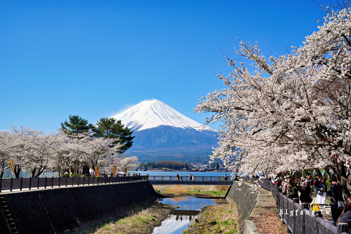 富士山 河口湖 櫻花