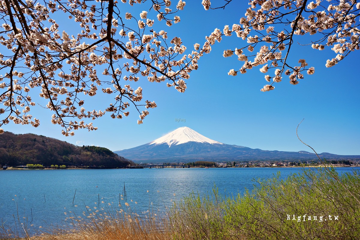 富士山 河口湖 櫻花