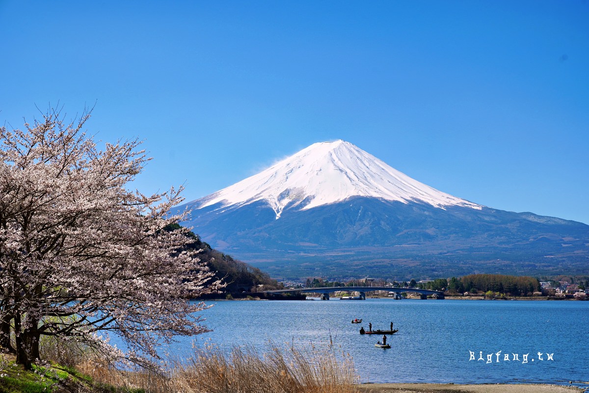富士山 河口湖 櫻花