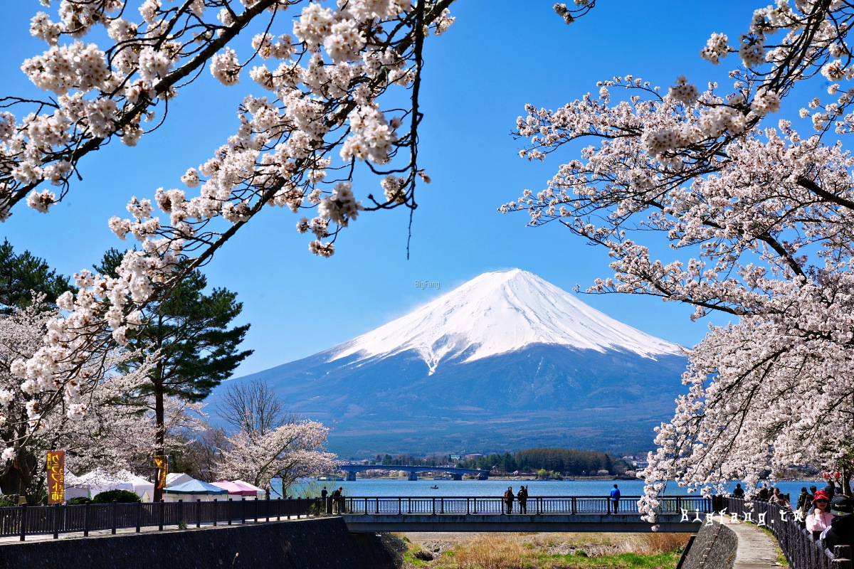 富士山 河口湖 櫻花