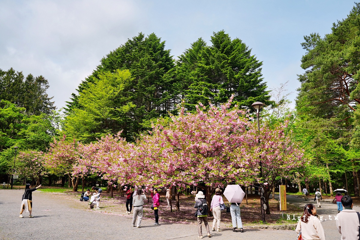 札幌 北海道神宮 櫻花