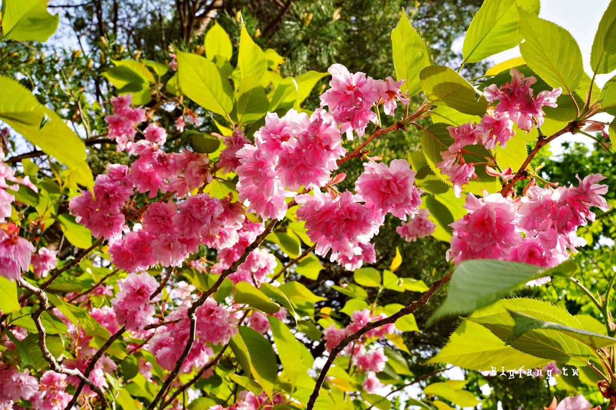 札幌 北海道神宮 櫻花