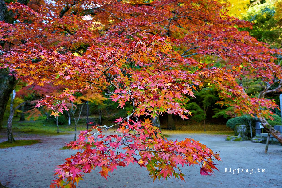 山口縣岩國市 紅葉谷公園