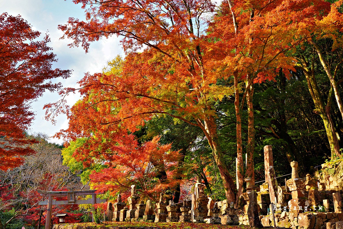 山口縣長門市 大寧寺 楓葉