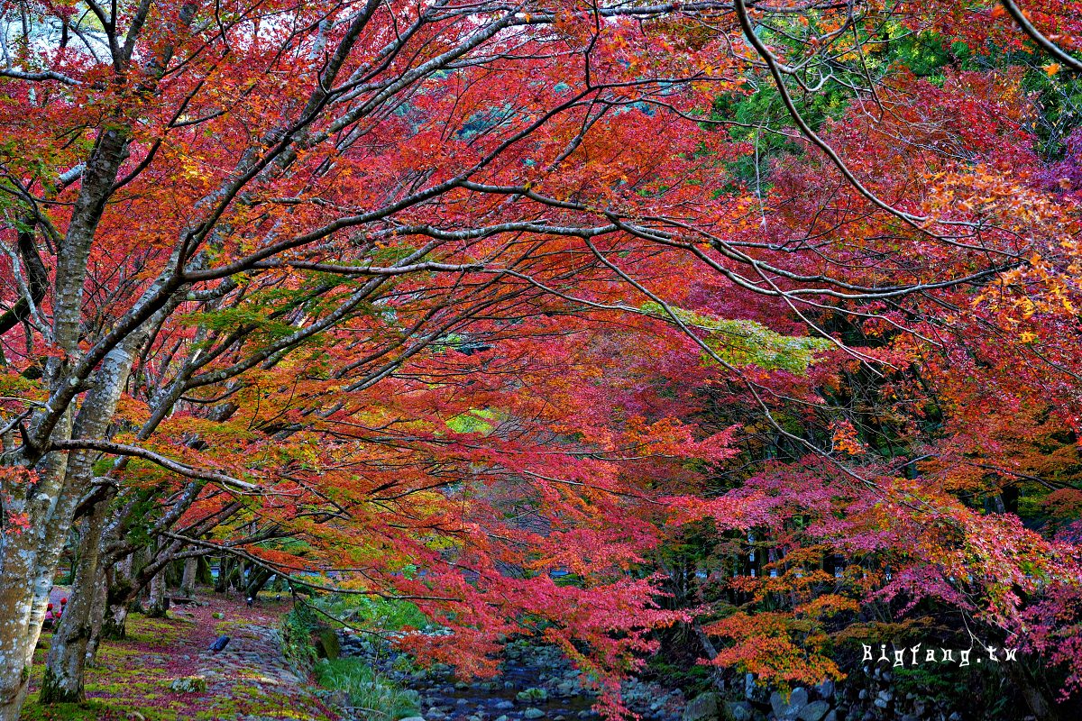 山口縣長門市 大寧寺 楓葉