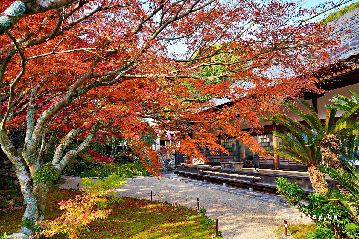 山口縣山口市 兩足寺 楓葉