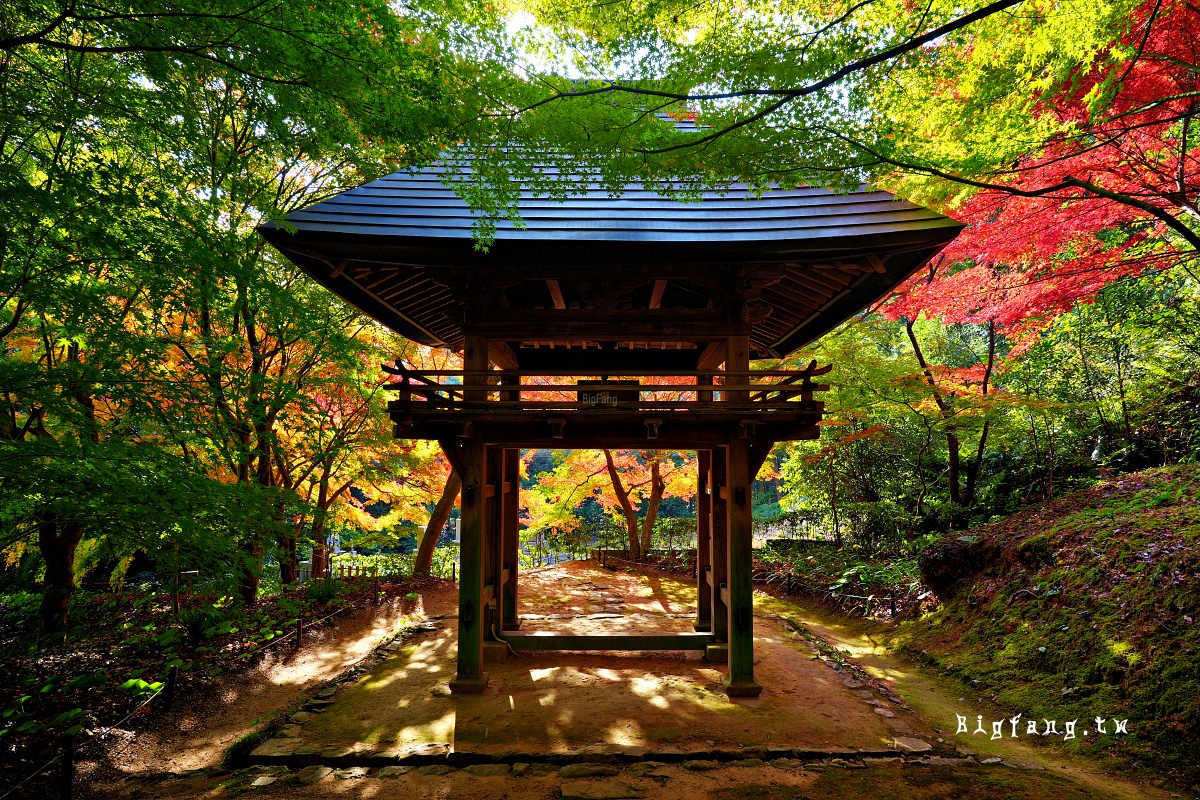 山口縣山口市 兩足寺 楓葉