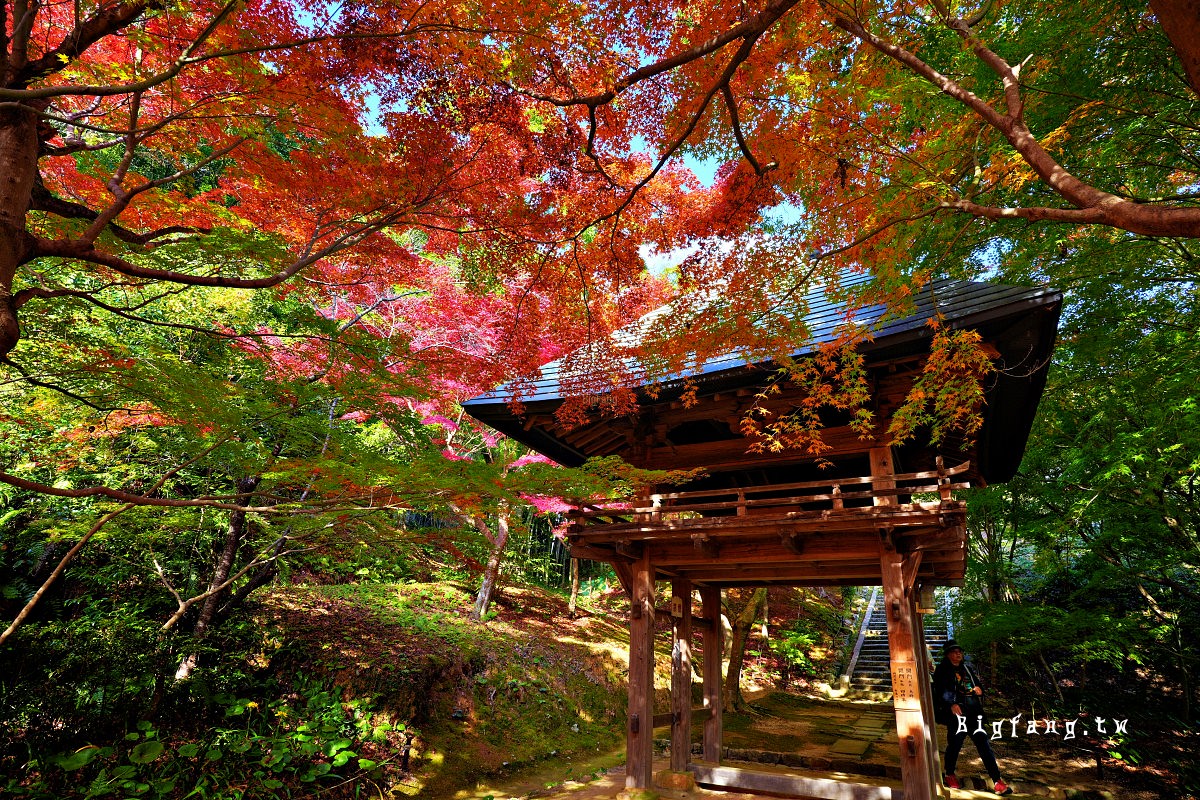 山口縣山口市 兩足寺 楓葉