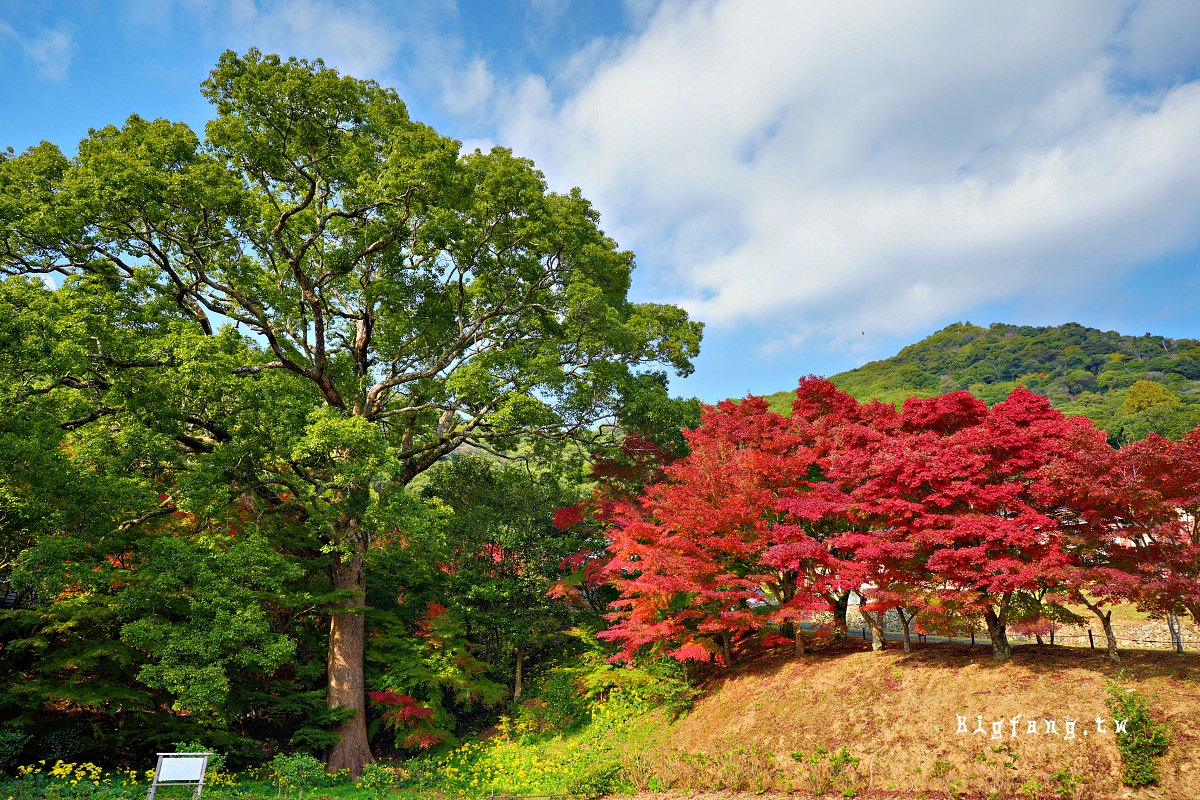 山口縣山口市 兩足寺 楓葉