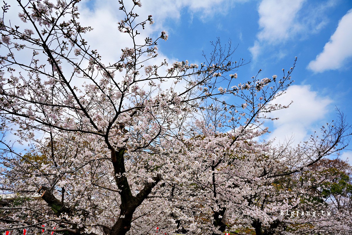 東京 上野恩賜公園 賞櫻