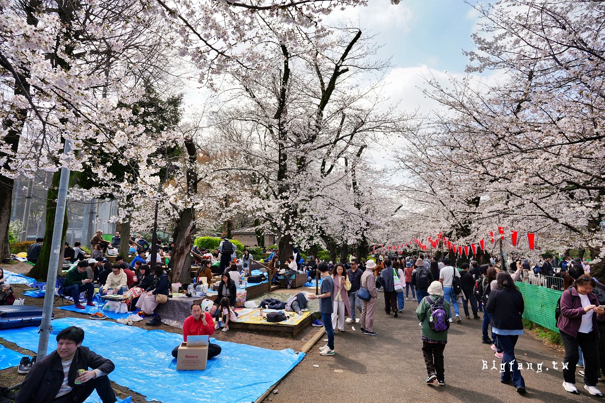 東京 上野恩賜公園 賞櫻
