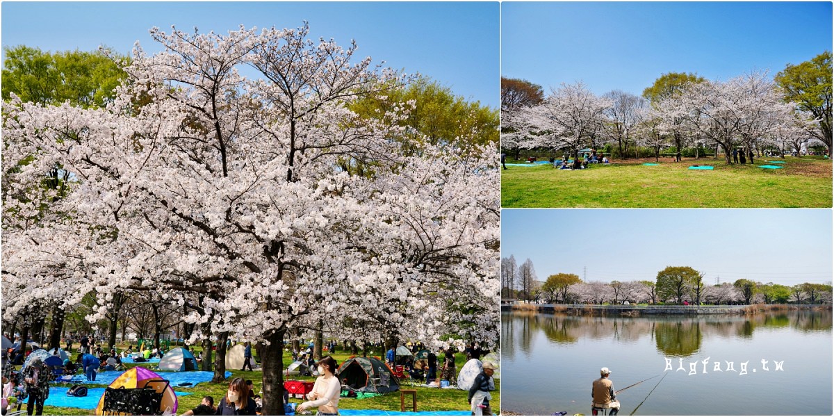 東京足立區 舍人公園 櫻花