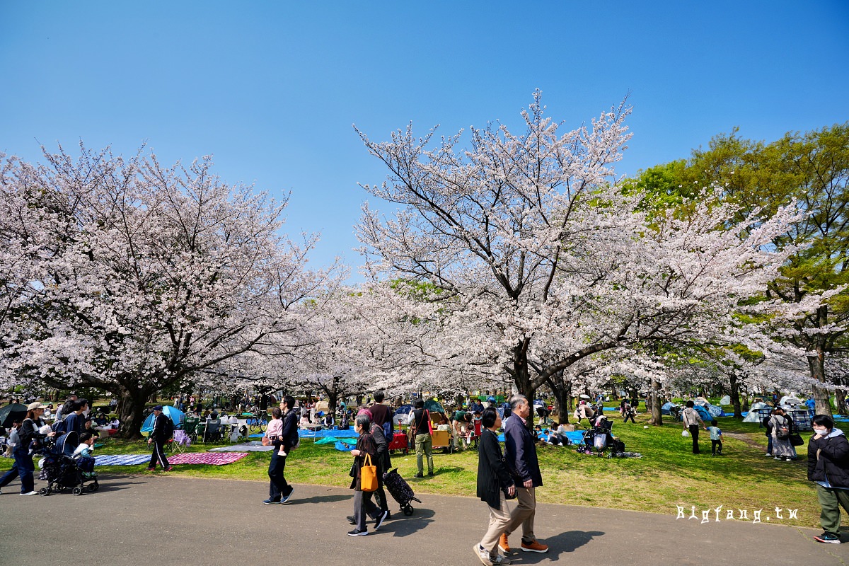 東京足立區 舍人公園 櫻花