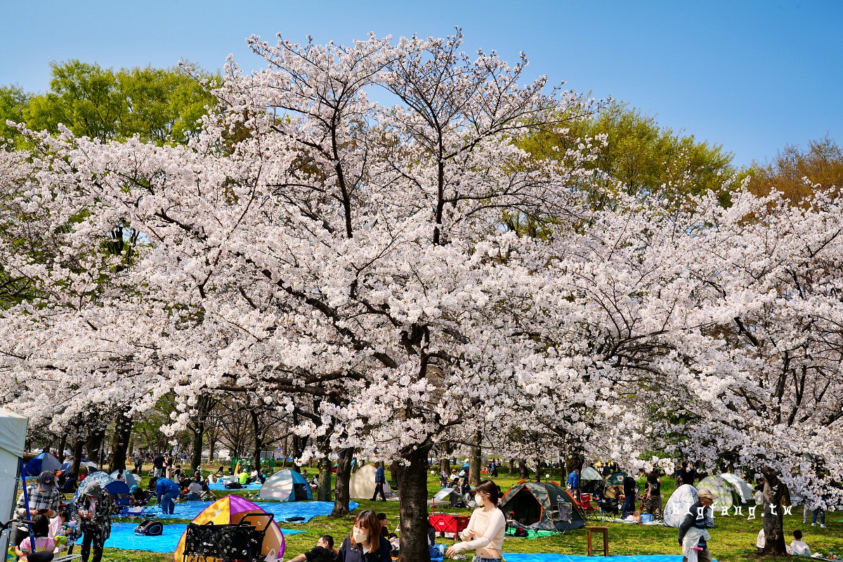 東京足立區 舍人公園 櫻花